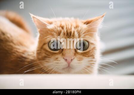 Ritratto del gatto dello zenzero starring Foto Stock