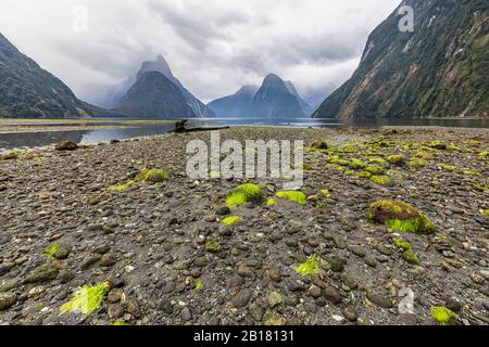 Nuova Zelanda, Oceania, South Island, Southland, Fiordland National Park, Mitre Peak e Milford Sound spiaggia a bassa marea con alghe verdi su ciottoli Foto Stock