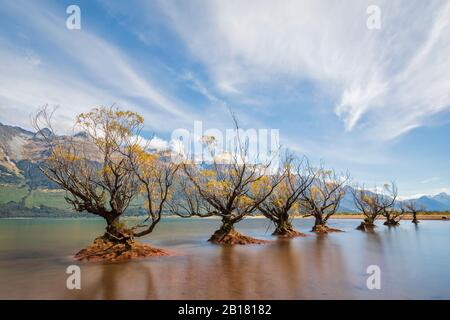 Nuova Zelanda, Oceania, Isola del Sud, Otago, Alpi della Nuova Zelanda, Glenorchy, alberi di Willow che crescono nel Lago Wakatipu Foto Stock