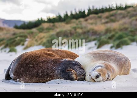 Nuova Zelanda, Dunedin, due leoni marini neozelandesi (Phocarctos hookeri) che dormono insieme sulla spiaggia di Allans Foto Stock