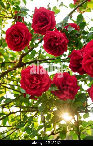 Rose rosse alla retroilluminazione Foto Stock