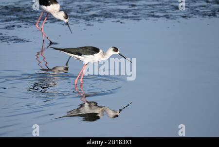 Palafitte nere guado attraverso un basso estuario fango piatto alla ricerca di food.Cebu City, Filippine Foto Stock