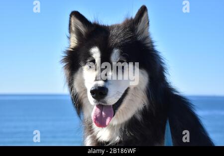 Splendido cane alusky con l'oceano sullo sfondo. Foto Stock