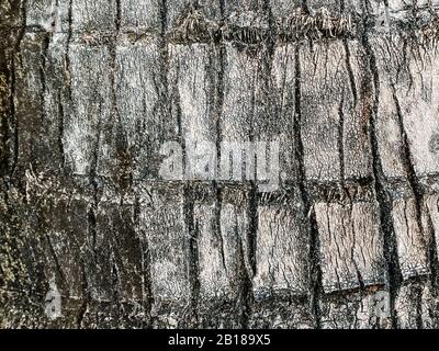 Struttura delle palme, tronco delle palme. Tessitura di closeup, sfondo di legno naturale. Texture tropicale Foto Stock