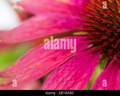 Macro di rosa brillante e arancione Echinacea Purpurea o petali di fiori di cono e centro dall'aspetto spiky, che fiorisce in tutto il suo splendore. Guardando da un lato all'altro Foto Stock