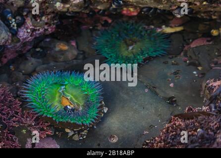 Anemone verde gigante sotto l'acqua in una piscina di marea dell'Oceano Pacifico presso la Riserva Marina Fitzgerald nella California del Nord, nell'area della Baia a sud di San Francisco Foto Stock