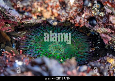 Anemone verde gigante sotto l'acqua in una piscina di marea dell'Oceano Pacifico presso la Riserva Marina Fitzgerald nella California del Nord, nell'area della Baia a sud di San Francisco Foto Stock