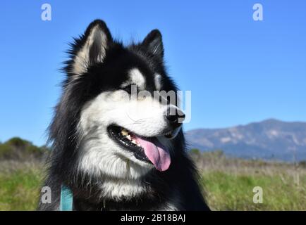 Splendido cane Husky seduto in un campo di erba in California. Foto Stock