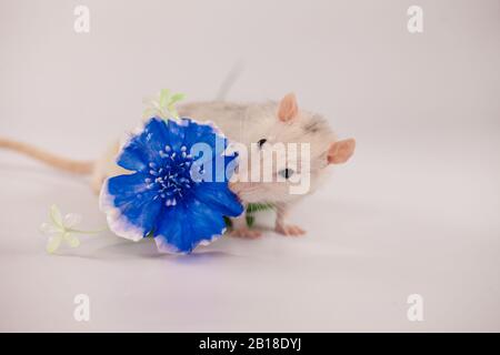 Fiore blu e ratto bianco. Esperimenti di laboratorio. Foto Stock