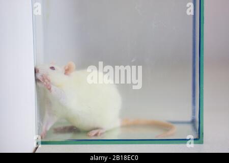 Ratto sperimentale bianco sotto vetro. Ratto da laboratorio Foto Stock