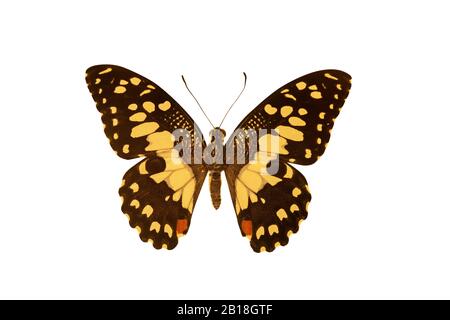 Giallo e nero Collered Butterfly isolato su sfondo bianco Foto Stock