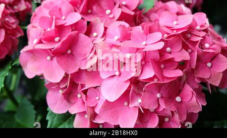 Closeup di fiori rosa idrangea in piena fioritura. Foto Stock