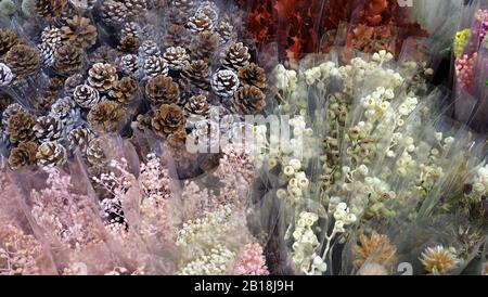 Una varietà di fiori secchi e coni di pino, avvolti in involucro trasparente individuale, esposti in un negozio di fiori. Foto Stock