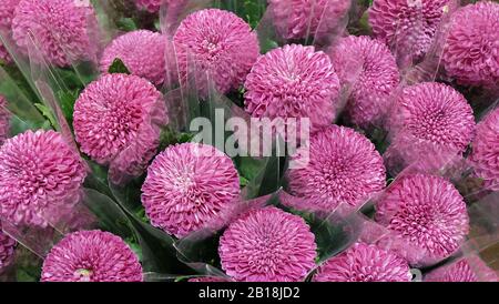 Vibrante pom rosa come i fiori di crisantemo, confezionati singolarmente in involucro trasparente. Foto Stock