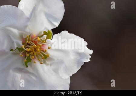 Parte di un fiore bianco di un albero di mandorla in fiore si chiude su uno sfondo scuro Foto Stock