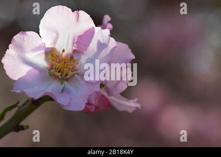 Fiori rosa di un albero di mandorla in fiore primo piano su uno sfondo sfocato Foto Stock