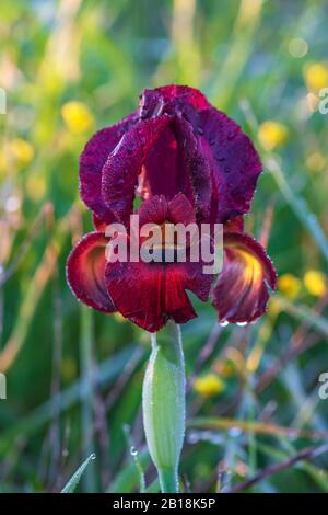 Fiore viola a iride in fiore con gocce di rugiada sui petali in controluce soleggiata primo piano Foto Stock