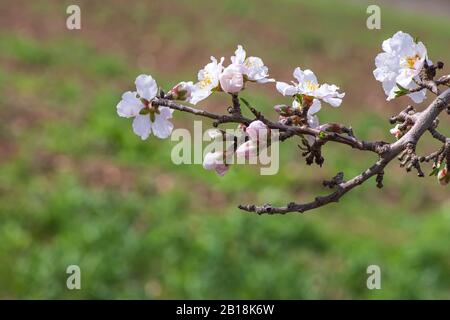 Rametto con fiori rosa bianco in fiore e germogli di mandorla su sfondo verde sfocato. Israele Foto Stock