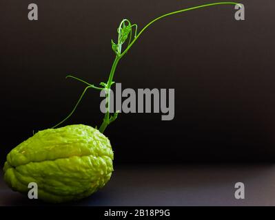 Chayote con sprint crescente (Sechium edule) con sprint crescente su sfondo nero per lo spazio di copia. Foto Stock