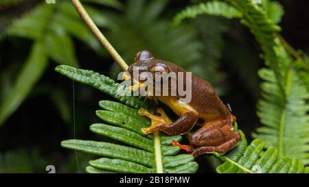 Primo piano di vipera Siamese (trimmeresurus fucatus). Foto Stock