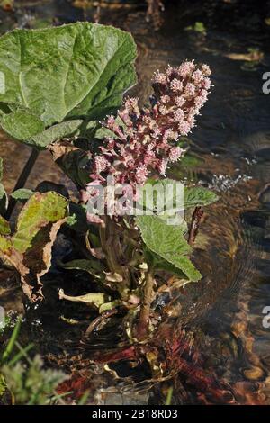 Infiorescenza del butirbur, o dell'erba di peste, ibridus di Petasites Foto Stock