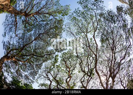 Coperchio verde. Ombrello naturale. Baldacchino di un albero di pioggia (Samanea saman) Foto Stock