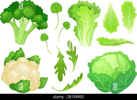 Cartoni animati. Foglie di lattuga fresca, insalata di dieta vegetariana e sano verde cavolo giardino. Illustrazione del vettore della testa del cavolfiore Illustrazione Vettoriale