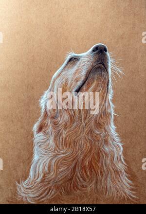 Golden Retriever cane Girare fino al cielo dipinto con matita colorata su carta kraft Foto Stock
