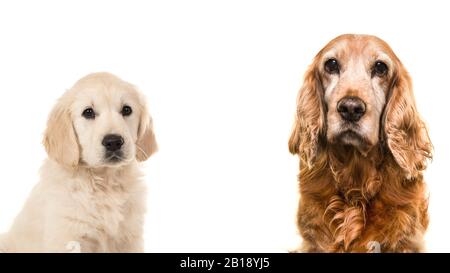Ritratto di un cane anziano Cocker spagnolo e un giovane cucciolo Golden Retriever su sfondo bianco Foto Stock