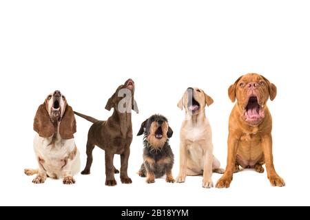 Gruppo di cani con razze diverse che guardano in su cantando su uno sfondo bianco con il testo Buon compleanno a voi Foto Stock