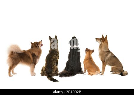 Varie razze di cani che guardano in alto visto sul lato posteriore isolato su uno sfondo bianco Foto Stock