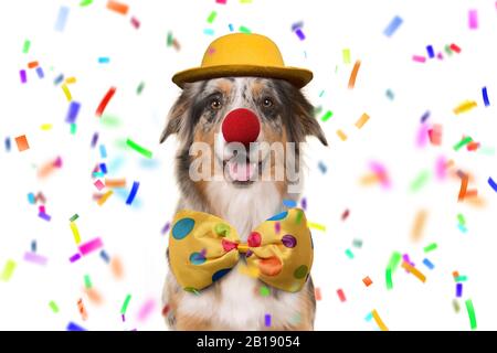 Pastore australiano sorridente e vestito come un pagliaccio su sfondo bianco con confetti Foto Stock