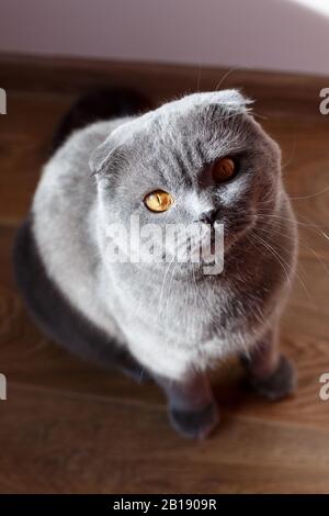 Cute gatto grigio con occhi gialli e baffi lunghi, riscalda al caldo sole. Foto Stock