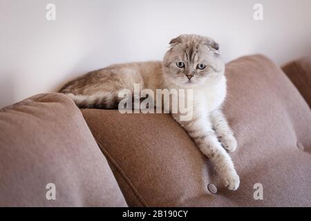 Gatto grigio chiaro giace su un divano in una stanza con un'espressione seria. Foto Stock