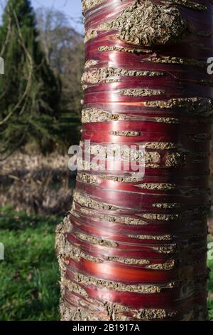 Corteccia rossa distintiva dell'albero di Prunus serrula vicino in su, Regno Unito Foto Stock