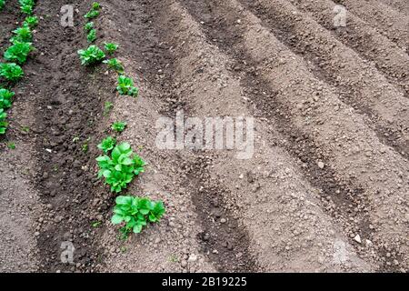 Ridging su trama di assegnazione per piante di patata giovani Foto Stock