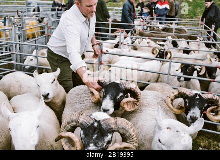 Allevatore di pecore che afferra pecore da corna in penna al North Harris Agricultural Show 2019, Tarbert, Isola di Harris, Ebridi esterne, Scozia Foto Stock