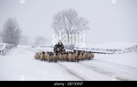 Wensleydale, North Yorkshire, Regno Unito. 24th Feb, 2020. Coltivatore che porta le pecore giù la A684 tra Hawes e Bainbridge nel Yoerkshire Dales, per mettere in un fienile fuori dal maltempo. Credit: Wayne Hutchinson/Alamy Live News Credit: Wayne Hutchinson/Alamy Live News Foto Stock