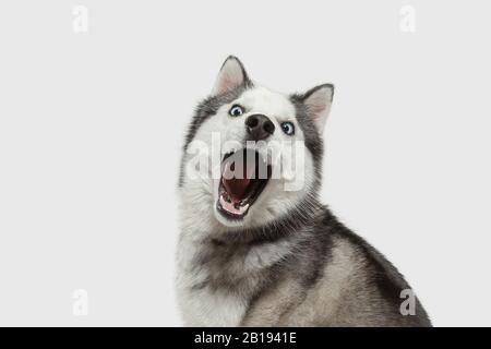 Pazzo felice. Il cane da compagnia Husky è in posa. Carino giocoso bianco grigio doggy o animale domestico giocare su sfondo bianco studio. Concetto di movimento, azione, movimento, amore per gli animali domestici. Sembra felice, felice, divertente. Foto Stock