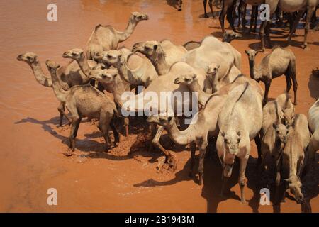 Una mandria di cammelli si raffredda nel fiume in una calda giornata estiva. Kenya, Etiopia. Africa Foto Stock