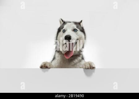 Pazzo felice. Il cane da compagnia Husky è in posa. Carino giocoso bianco grigio doggy o animale domestico giocare su sfondo bianco studio. Concetto di movimento, azione, movimento, amore per gli animali domestici. Sembra felice, felice, divertente. Foto Stock