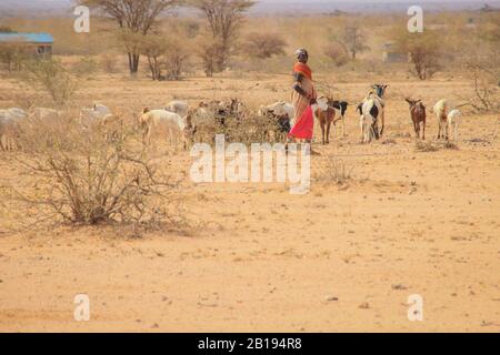 Marsabit, Kenya - 16 gennaio 2015: Pastore femminile africano della tribù dei Samburu (una tribù Masai collegata) in costume nazionale che rapina un gregge di go Foto Stock