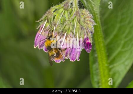 Prime Bumble Bee (Bombus pratorum) frding su Comfrey (Symphitum officinale} cresciuto in giardino Cheshire UK maggio 2019 53014 Foto Stock