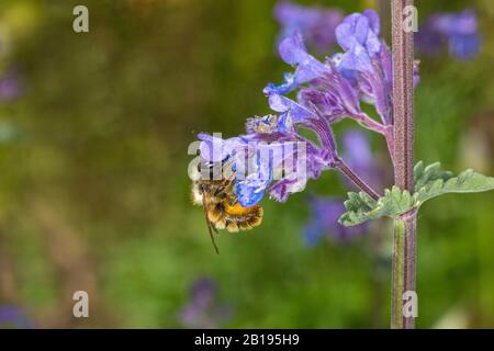 Red Mason Bee (Osmia bicornis) alimentazione Alla Menta (Nepeta) in giardino Cheshire UK Maggio 2019 53025 Foto Stock