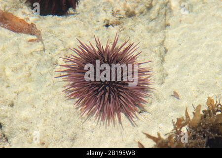 Il riccio di mare viola si trova sulla costa dell'Oceano Indiano con bassa marea Foto Stock