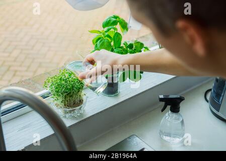 Primo piano Young Man annaffiatura casa giardinaggio sulla cucina windowsill. Pentole di erbe con basilico e germogli di crescione. Home piantando e cibo crescente. Foto Stock