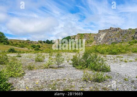 Betulla scrub (Betula) crescente in cava di calcare disusato ora un Galles del Nord Wildlife Trust Reserve Minera North Wales UK Luglio 2019 9133 Foto Stock