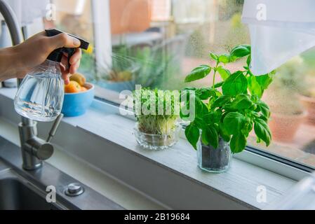 Young Man's mano annaffiatura casa giardinaggio sulla cucina windowsill. Pentole di erbe con basilico e germogli di crescione. Home piantando e cibo crescente. S Foto Stock