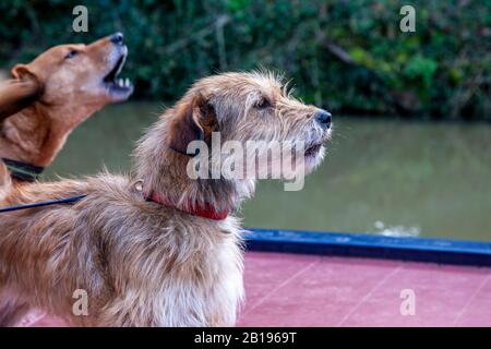 Cani piccoli a poppa di una Barca Stretta ormeggiata sul fiume Nene, in un pomeriggio torbido e torbido, Stoke Bruerne, Northamptonshire, Regno Unito, Foto Stock