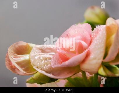 Un primo piano di fiori Begonia con gocce d'acqua. Una casa molto popolare ed usata anche nel giardino come pianta del letto e nelle vasche Foto Stock